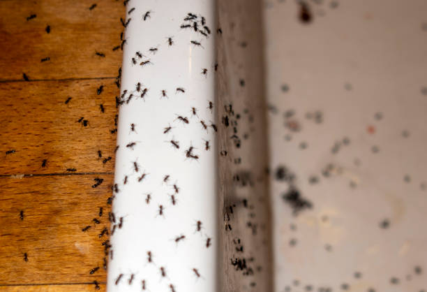 Best Emergency Pest Control  in Jamestown, NC